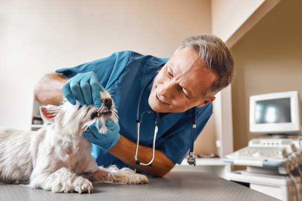 Best Emergency Wisdom Teeth Removal in East Williston, NY